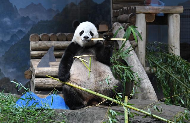 (260804) -- WASHINGTON, Aug. 4, 2026 (Xinhua) -- Giant panda Bao Li eats bamboo during celebrations marking his fifth birthday at the Smithsonian's National Zoo in Washington, D.C., the United States, on Aug. 4, 2026. (Xinhua/Li Rui)