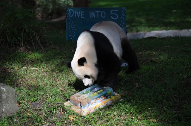 (260804) -- WASHINGTON, Aug. 4, 2026 (Xinhua) -- Giant panda Bao Li eats his birthday cake during celebrations marking his fifth birthday at the Smithsonian's National Zoo in Washington, D.C., the United States, on Aug. 4, 2026. (Xinhua/Li Rui)