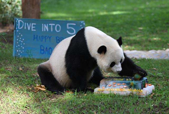 (260804) -- WASHINGTON, Aug. 4, 2026 (Xinhua) -- Giant panda Bao Li eats his birthday cake during celebrations marking his fifth birthday at the Smithsonian's National Zoo in Washington, D.C., the United States, on Aug. 4, 2026. (Xinhua/Li Rui)