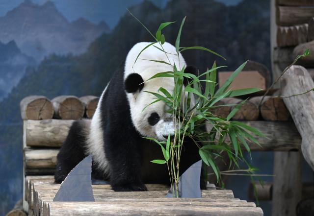 (260804) -- WASHINGTON, Aug. 4, 2026 (Xinhua) -- Giant panda Bao Li eats bamboo during celebrations marking his fifth birthday at the Smithsonian's National Zoo in Washington, D.C., the United States, on Aug. 4, 2026. (Xinhua/Li Rui)