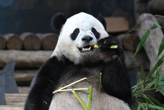 (260804) -- WASHINGTON, Aug. 4, 2026 (Xinhua) -- Giant panda Bao Li eats bamboo during celebrations marking his fifth birthday at the Smithsonian's National Zoo in Washington, D.C., the United States, on Aug. 4, 2026. (Xinhua/Li Rui)