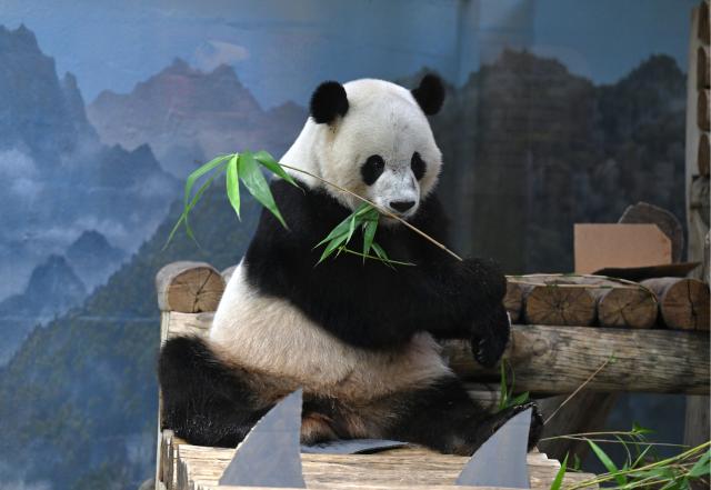 (260804) -- WASHINGTON, Aug. 4, 2026 (Xinhua) -- Giant panda Bao Li eats bamboo during celebrations marking his fifth birthday at the Smithsonian's National Zoo in Washington, D.C., the United States, on Aug. 4, 2026. (Xinhua/Li Rui)