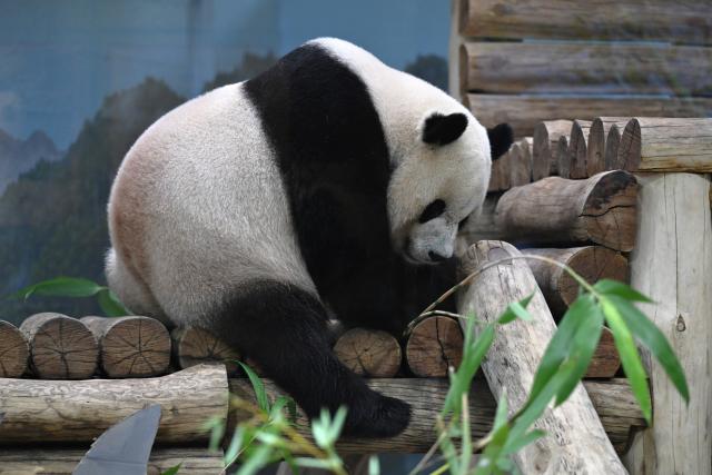 (260804) -- WASHINGTON, Aug. 4, 2026 (Xinhua) -- Giant panda Bao Li is seen during celebrations marking his fifth birthday at the Smithsonian's National Zoo in Washington, D.C., the United States, on Aug. 4, 2026. (Xinhua/Li Rui)