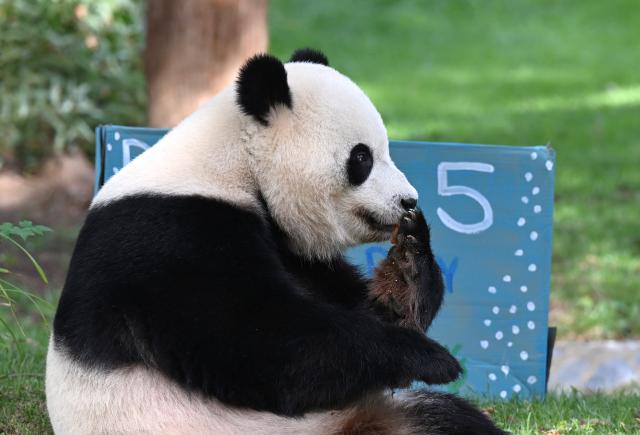 (260804) -- WASHINGTON, Aug. 4, 2026 (Xinhua) -- Giant panda Bao Li is seen during celebrations marking his fifth birthday at the Smithsonian's National Zoo in Washington, D.C., the United States, on Aug. 4, 2026. (Xinhua/Li Rui)
