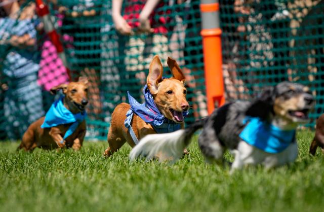 (260805) -- BEIJING, Aug. 5, 2026 (Xinhua) -- Dachshunds compete during the BC Fast & Furriest Races at Town Centre Park in Coquitlam, British Columbia, Canada, Aug. 3, 2026. (Photo by Liang Sen/Xinhua)