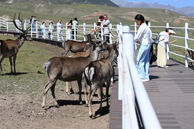 (260805) -- SUNAN, Aug. 5, 2026 (Xinhua) -- Tourists feed red deer at the Divine Deer Park in Sunan Yugur Autonomous County, northwest China's Gansu Province, on Aug. 5, 2026. During this summer, hundreds of red deer are seen resting and foraging on the grassland at the Divine Deer Park, a deer farm located at the foot of the Qilian Mountains in northwest China. 
   In recent years, local government has leveraged the deer farm, along with the scenic grasslands of the Qilian Mountains and Yugur ethnic customs, to develop an eco-tourism destination that integrates leisure, sightseeing and science education. (Xinhua/Fan Peishen)
