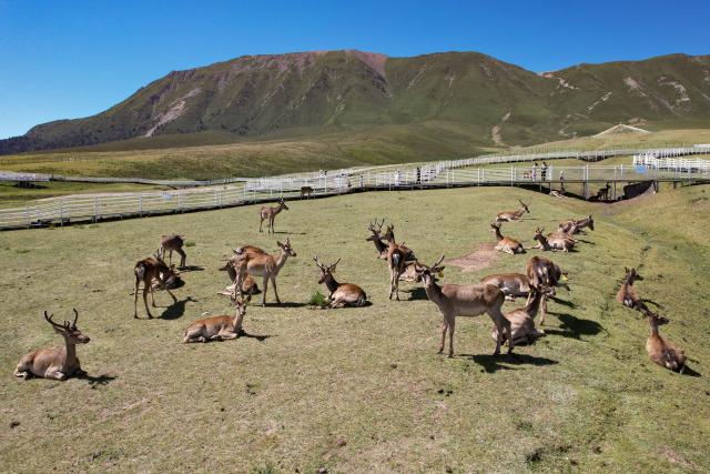 (260805) -- SUNAN, Aug. 5, 2026 (Xinhua) -- A drone photo taken on Aug. 5, 2026 shows red deer at the Divine Deer Park in Sunan Yugur Autonomous County, northwest China's Gansu Province. During this summer, hundreds of red deer are seen resting and foraging on the grassland at the Divine Deer Park, a deer farm located at the foot of the Qilian Mountains in northwest China. 
   In recent years, local government has leveraged the deer farm, along with the scenic grasslands of the Qilian Mountains and Yugur ethnic customs, to develop an eco-tourism destination that integrates leisure, sightseeing and science education. (Xinhua/Fan Peishen)