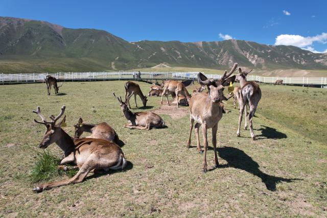 (260805) -- SUNAN, Aug. 5, 2026 (Xinhua) -- A drone photo taken on Aug. 5, 2026 shows red deer at the Divine Deer Park in Sunan Yugur Autonomous County, northwest China's Gansu Province. During this summer, hundreds of red deer are seen resting and foraging on the grassland at the Divine Deer Park, a deer farm located at the foot of the Qilian Mountains in northwest China. 
   In recent years, local government has leveraged the deer farm, along with the scenic grasslands of the Qilian Mountains and Yugur ethnic customs, to develop an eco-tourism destination that integrates leisure, sightseeing and science education. (Xinhua/Fan Peishen)