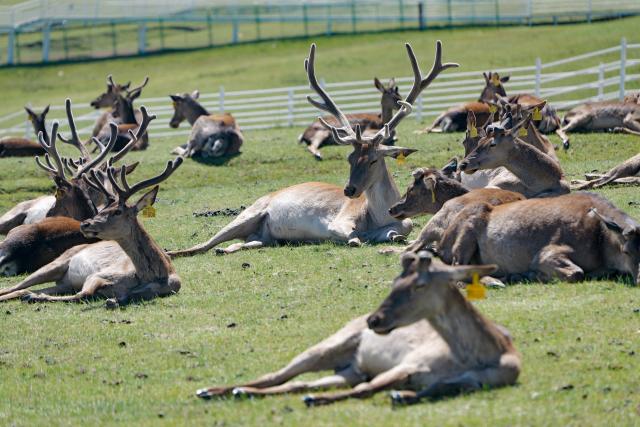 (260805) -- SUNAN, Aug. 5, 2026 (Xinhua) -- This photo taken on Aug. 5, 2026 shows red deer resting at the Divine Deer Park in Sunan Yugur Autonomous County, northwest China's Gansu Province. During this summer, hundreds of red deer are seen resting and foraging on the grassland at the Divine Deer Park, a deer farm located at the foot of the Qilian Mountains in northwest China. 
   In recent years, local government has leveraged the deer farm, along with the scenic grasslands of the Qilian Mountains and Yugur ethnic customs, to develop an eco-tourism destination that integrates leisure, sightseeing and science education. (Xinhua/Liu Keying)