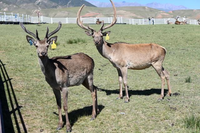 (260805) -- SUNAN, Aug. 5, 2026 (Xinhua) -- This photo taken on Aug. 5, 2026 shows red deer at the Divine Deer Park in Sunan Yugur Autonomous County, northwest China's Gansu Province. During this summer, hundreds of red deer are seen resting and foraging on the grassland at the Divine Deer Park, a deer farm located at the foot of the Qilian Mountains in northwest China. 
   In recent years, local government has leveraged the deer farm, along with the scenic grasslands of the Qilian Mountains and Yugur ethnic customs, to develop an eco-tourism destination that integrates leisure, sightseeing and science education. (Xinhua/Fan Peishen)