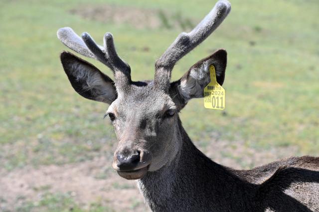 (260805) -- SUNAN, Aug. 5, 2026 (Xinhua) -- A red deer is pictured at the Divine Deer Park in Sunan Yugur Autonomous County, northwest China's Gansu Province, on Aug. 5, 2026. During this summer, hundreds of red deer are seen resting and foraging on the grassland at the Divine Deer Park, a deer farm located at the foot of the Qilian Mountains in northwest China. 
   In recent years, local government has leveraged the deer farm, along with the scenic grasslands of the Qilian Mountains and Yugur ethnic customs, to develop an eco-tourism destination that integrates leisure, sightseeing and science education. (Xinhua/Fan Peishen)