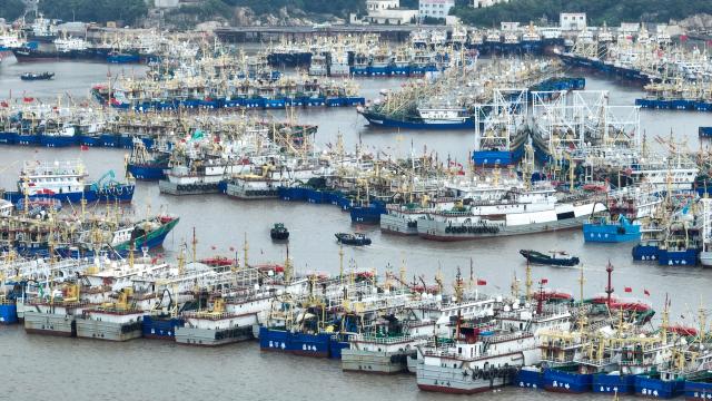 (260805) -- HANGZHOU, Aug. 5, 2026 (Xinhua) -- A drone photo shows fishing boats taking shelter from the upcoming typhoon at a port in Wenling, east China's Zhejiang Province, Aug. 5, 2026.
  As Typhoon Dolphin, the 13th typhoon of 2026, is approaching the East China Sea, Zhejiang activated an emergency response along its coastal areas from 6 p.m. Wednesday. (Photo by Zhou Xuejun/Xinhua)