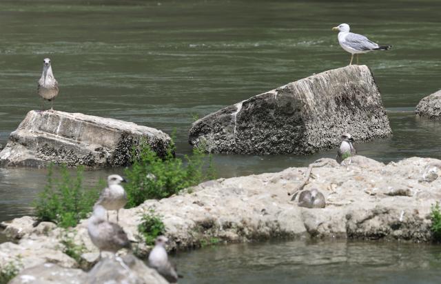 (260805) -- ROME, Aug. 5, 2026 (Xinhua) -- This photo taken on Aug. 5, 2026 shows the Tiber River with low water level in Rome, Italy. Italy is battling its fourth major heatwave of the summer, with temperatures climbing above 40 degrees Celsius in parts of the country, and a record number of cities placed under the highest heat alert. Authorities are stepping up emergency measures amid mounting health, wildfire and agricultural concerns.
   The latest heatwave reached its peak on Monday, when the Health Ministry placed 25 of the country's 27 monitored cities under "red alert," the highest warning level possible issued for extreme heat. (Xinhua/Wang Kaiyan)