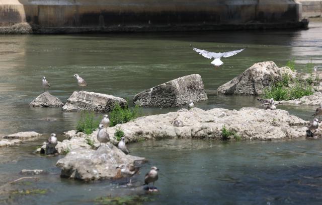 (260805) -- ROME, Aug. 5, 2026 (Xinhua) -- This photo taken on Aug. 5, 2026 shows the Tiber River with low water level in Rome, Italy. Italy is battling its fourth major heatwave of the summer, with temperatures climbing above 40 degrees Celsius in parts of the country, and a record number of cities placed under the highest heat alert. Authorities are stepping up emergency measures amid mounting health, wildfire and agricultural concerns.
   The latest heatwave reached its peak on Monday, when the Health Ministry placed 25 of the country's 27 monitored cities under "red alert," the highest warning level possible issued for extreme heat. (Xinhua/Wang Kaiyan)