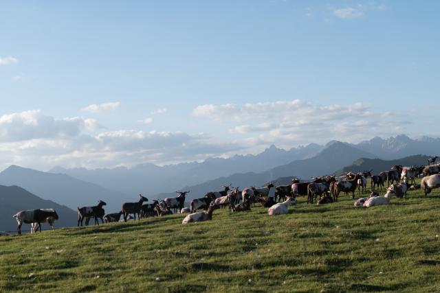 (260806) -- SUNAN, Aug. 6, 2026 (Xinhua) -- Goats graze on a grassland in Sunan Yugur Autonomous County, Zhangye City, northwest China's Gansu Province, on Aug. 6, 2026. (Xinhua/Liu Keying)