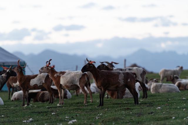 (260806) -- SUNAN, Aug. 6, 2026 (Xinhua) -- Goats graze on a grassland in Sunan Yugur Autonomous County, Zhangye City, northwest China's Gansu Province, on Aug. 6, 2026. (Xinhua/Liu Keying)