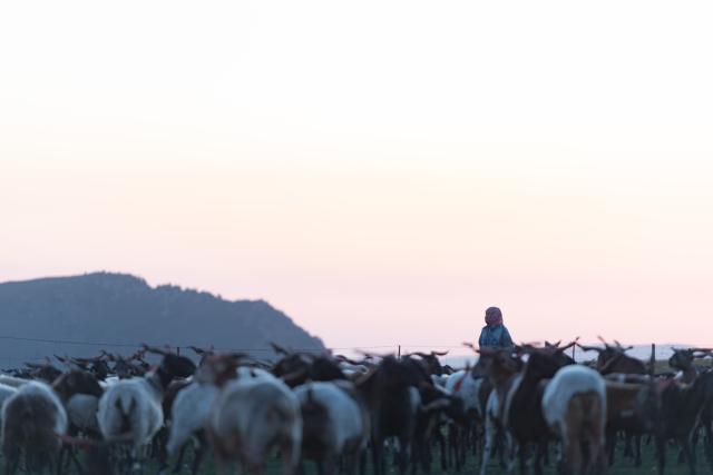 (260807) -- BEIJING, Aug. 7, 2026 (Xinhua) -- A shepherd herds goats in Sunan Yugur Autonomous County, Zhangye City, northwest China's Gansu Province, Aug. 6, 2026. (Xinhua/Liu Keying)