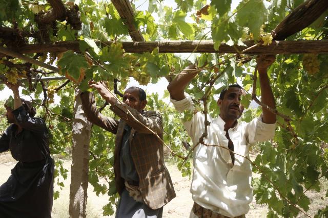 (260807) -- SANAA, Aug. 7, 2026 (Xinhua) -- Farmers pick grapes in Bani Hushaysh, northeast of Sanaa, Yemen, Aug. 6, 2026.
  TO GO WITH "Feature: A lifeline, but no cure -- solar power becomes bitter choice for Yemeni grape growers" (Photo by Mohammed Mohammed/Xinhua)