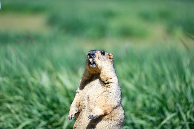(260807) -- WUWEI, Aug. 7, 2026 (Xinhua) -- A marmot is seen at the Binggouhe scenic spot in Tianzhu Tibetan Autonomous County of Wuwei City, northwest China's Gansu Province, Aug. 7, 2026. (Xinhua/Liu Keying)