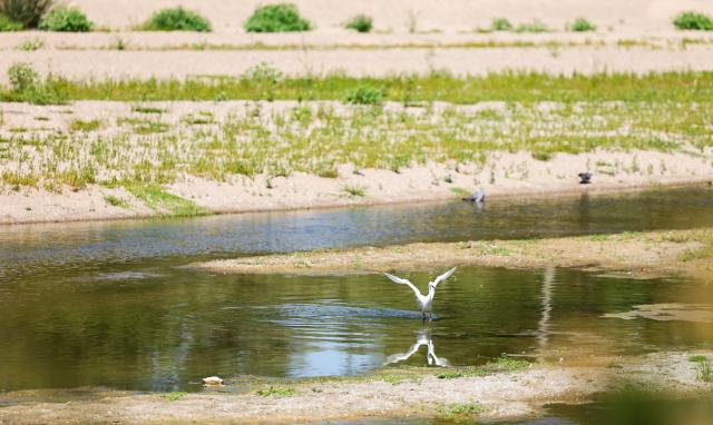 (260807) -- ORLEANS, Aug. 7, 2026 (Xinhua) -- Waterbirds are seen on the Loire River in Orleans, France, Aug. 7, 2026. The water level of the Loire River has dropped significantly due to persistent high temperatures and insufficient rainfall in France this summer. (Xinhua/Wu Huiwo)
