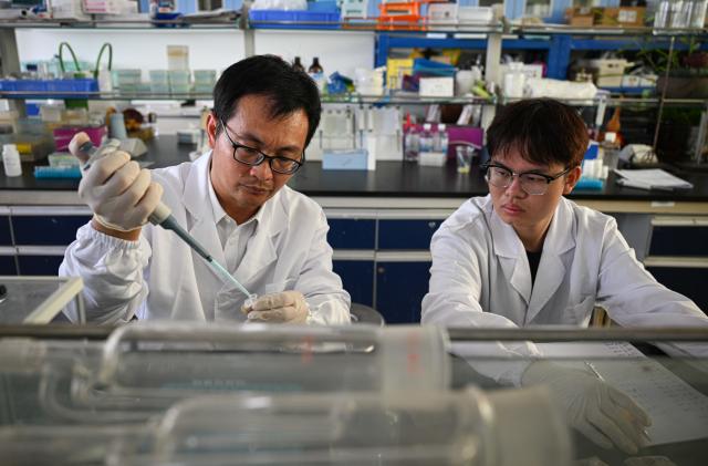 (260808) -- WENCHANG, Aug. 8, 2026 (Xinhua) -- Researchers conduct analysis on soil samples at a laboratory in Wenchang, south China's Hainan Province, on Aug. 4, 2026. Date palms at plantations operated by the Coconut Research Institute of the Chinese Academy of Tropical Agricultural Sciences (CATAS) have recently entered their fruiting stage. In Wenchang, south China's Hainan Province, eight date palm varieties that first bore fruit in 2025 have produced fruit again this year.
   The date palm, known as the "bread of the desert," is an important economic crop native to the Middle East and North Africa. Its fruit is rich in nutrients. In 2019, China and the United Arab Emirates reached consensus on developing China's date palm industry and exploring cooperation. From 2021 to 2024, the UAE donated a total of 25,000 date palm seedlings to China in two batches. CATAS received the seedlings and started nurturing them in Hainan.
   As date cultivation and research progress, Chinese research teams continue to make breakthroughs in seedling breeding, pest and disease control, post-harvest preservation and deep processing. Date palms have since been planted on a trial basis in 18 cities and counties across Hainan, Yunnan, Sichuan, Guizhou and Guangxi. (Xinhua/Pu Xiaoxu)