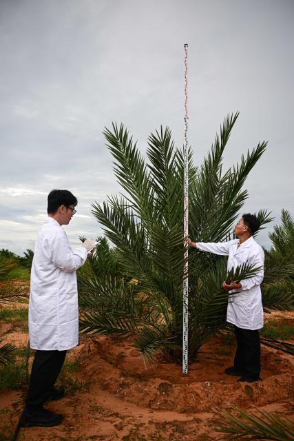 (260808) -- WENCHANG, Aug. 8, 2026 (Xinhua) -- Researchers collect data of date palm trees in Wenchang, south China's Hainan Province, on Aug. 5, 2026. Date palms at plantations operated by the Coconut Research Institute of the Chinese Academy of Tropical Agricultural Sciences (CATAS) have recently entered their fruiting stage. In Wenchang, south China's Hainan Province, eight date palm varieties that first bore fruit in 2025 have produced fruit again this year.
   The date palm, known as the "bread of the desert," is an important economic crop native to the Middle East and North Africa. Its fruit is rich in nutrients. In 2019, China and the United Arab Emirates reached consensus on developing China's date palm industry and exploring cooperation. From 2021 to 2024, the UAE donated a total of 25,000 date palm seedlings to China in two batches. CATAS received the seedlings and started nurturing them in Hainan.
   As date cultivation and research progress, Chinese research teams continue to make breakthroughs in seedling breeding, pest and disease control, post-harvest preservation and deep processing. Date palms have since been planted on a trial basis in 18 cities and counties across Hainan, Yunnan, Sichuan, Guizhou and Guangxi. (Xinhua/Pu Xiaoxu)