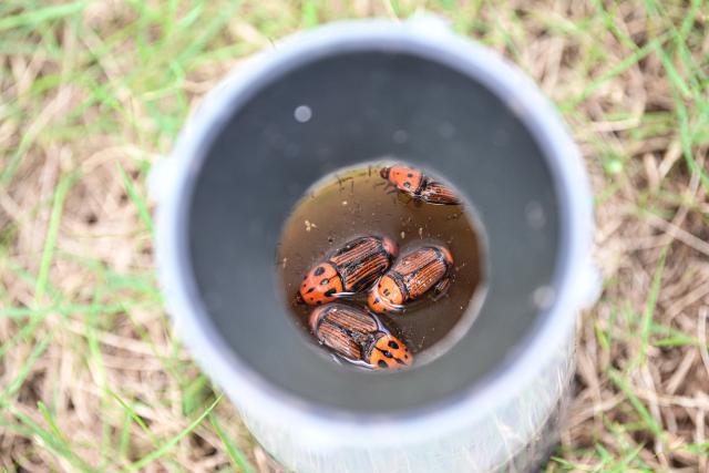 (260808) -- WENCHANG, Aug. 8, 2026 (Xinhua) -- This photo taken on Aug. 6, 2026 shows red palm weevils caught in a trap in Wenchang, south China's Hainan Province. Date palms at plantations operated by the Coconut Research Institute of the Chinese Academy of Tropical Agricultural Sciences (CATAS) have recently entered their fruiting stage. In Wenchang, south China's Hainan Province, eight date palm varieties that first bore fruit in 2025 have produced fruit again this year.
   The date palm, known as the "bread of the desert," is an important economic crop native to the Middle East and North Africa. Its fruit is rich in nutrients. In 2019, China and the United Arab Emirates reached consensus on developing China's date palm industry and exploring cooperation. From 2021 to 2024, the UAE donated a total of 25,000 date palm seedlings to China in two batches. CATAS received the seedlings and started nurturing them in Hainan.
   As date cultivation and research progress, Chinese research teams continue to make breakthroughs in seedling breeding, pest and disease control, post-harvest preservation and deep processing. Date palms have since been planted on a trial basis in 18 cities and counties across Hainan, Yunnan, Sichuan, Guizhou and Guangxi. (Xinhua/Pu Xiaoxu)