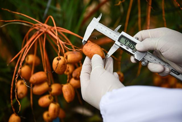 (260808) -- WENCHANG, Aug. 8, 2026 (Xinhua) -- A researcher collects data of date palm fruits in Wenchang, south China's Hainan Province, on Aug. 5, 2026. Date palms at plantations operated by the Coconut Research Institute of the Chinese Academy of Tropical Agricultural Sciences (CATAS) have recently entered their fruiting stage. In Wenchang, south China's Hainan Province, eight date palm varieties that first bore fruit in 2025 have produced fruit again this year.
   The date palm, known as the "bread of the desert," is an important economic crop native to the Middle East and North Africa. Its fruit is rich in nutrients. In 2019, China and the United Arab Emirates reached consensus on developing China's date palm industry and exploring cooperation. From 2021 to 2024, the UAE donated a total of 25,000 date palm seedlings to China in two batches. CATAS received the seedlings and started nurturing them in Hainan.
   As date cultivation and research progress, Chinese research teams continue to make breakthroughs in seedling breeding, pest and disease control, post-harvest preservation and deep processing. Date palms have since been planted on a trial basis in 18 cities and counties across Hainan, Yunnan, Sichuan, Guizhou and Guangxi. (Xinhua/Pu Xiaoxu)