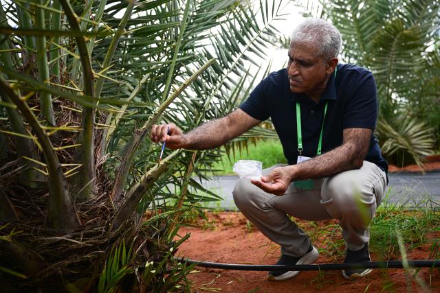 (260808) -- WENCHANG, Aug. 8, 2026 (Xinhua) -- A foreign researcher learns pest control measures in Wenchang, south China's Hainan Province, on Aug. 5, 2026. Date palms at plantations operated by the Coconut Research Institute of the Chinese Academy of Tropical Agricultural Sciences (CATAS) have recently entered their fruiting stage. In Wenchang, south China's Hainan Province, eight date palm varieties that first bore fruit in 2025 have produced fruit again this year.
   The date palm, known as the "bread of the desert," is an important economic crop native to the Middle East and North Africa. Its fruit is rich in nutrients. In 2019, China and the United Arab Emirates reached consensus on developing China's date palm industry and exploring cooperation. From 2021 to 2024, the UAE donated a total of 25,000 date palm seedlings to China in two batches. CATAS received the seedlings and started nurturing them in Hainan.
   As date cultivation and research progress, Chinese research teams continue to make breakthroughs in seedling breeding, pest and disease control, post-harvest preservation and deep processing. Date palms have since been planted on a trial basis in 18 cities and counties across Hainan, Yunnan, Sichuan, Guizhou and Guangxi. (Xinhua/Pu Xiaoxu)