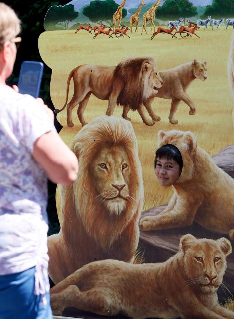 (260808) -- BUCHAREST, Aug. 8, 2026 (Xinhua) -- A child poses behind a board depicting lions during an event marking the upcoming World Lion Day at Bucharest Zoo in Bucharest, Romania, Aug. 8, 2026. World Lion Day is observed on Aug. 10 every year to raise people's awareness of lion conservation. (Photo by Cristian Cristel/Xinhua)