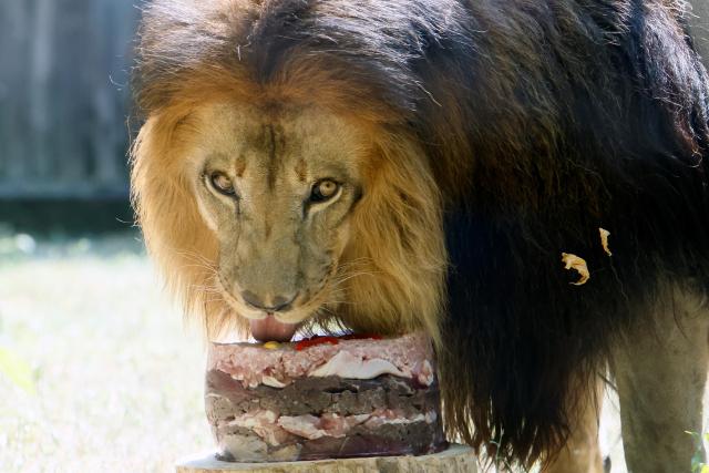 (260808) -- BUCHAREST, Aug. 8, 2026 (Xinhua) -- A lion enjoys a birthday cake during an event marking the upcoming World Lion Day at Bucharest Zoo in Bucharest, Romania, Aug. 8, 2026. World Lion Day is observed on Aug. 10 every year to raise people's awareness of lion conservation. (Photo by Cristian Cristel/Xinhua)