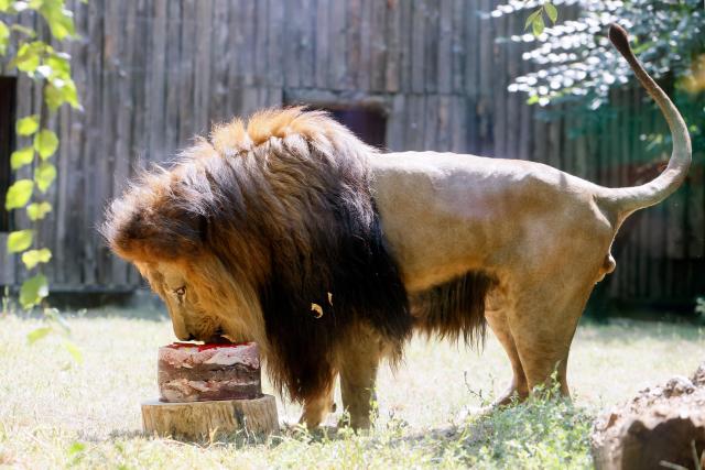 (260808) -- BUCHAREST, Aug. 8, 2026 (Xinhua) -- A lion enjoys a birthday cake during an event marking the upcoming World Lion Day at Bucharest Zoo in Bucharest, Romania, Aug. 8, 2026. World Lion Day is observed on Aug. 10 every year to raise people's awareness of lion conservation. (Photo by Cristian Cristel/Xinhua)