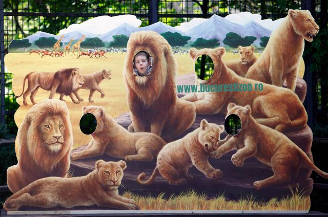 (260808) -- BUCHAREST, Aug. 8, 2026 (Xinhua) -- A child poses behind a board depicting lions during an event marking the upcoming World Lion Day at Bucharest Zoo in Bucharest, Romania, Aug. 8, 2026. World Lion Day is observed on Aug. 10 every year to raise people's awareness of lion conservation. (Photo by Cristian Cristel/Xinhua)