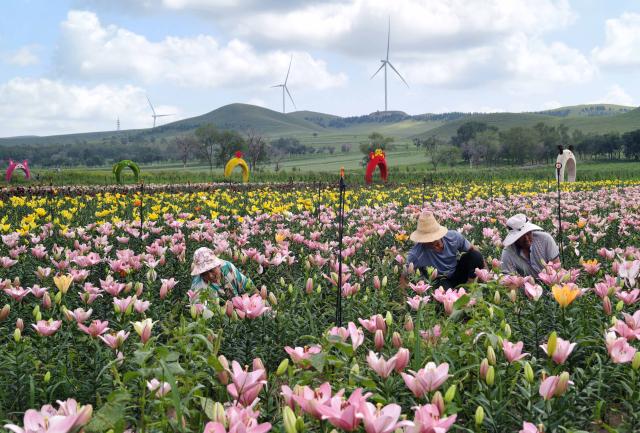 (260809) -- SHIJIAZHUANG, Aug. 9, 2026 (Xinhua) -- This photo taken with a mobile phone on Aug. 8, 2026 shows farmers working at a lily plantation base in Guyuan County of Bashang area, north China's Hebei Province. (Xinhua/Yang Shiyao)