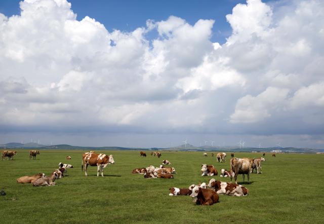 (260809) -- SHIJIAZHUANG, Aug. 9, 2026 (Xinhua) -- This photo taken with a mobile phone on Aug. 8, 2026 shows the grassland scenery in Guyuan County of Bashang area, north China's Hebei Province. (Xinhua/Yang Shiyao)