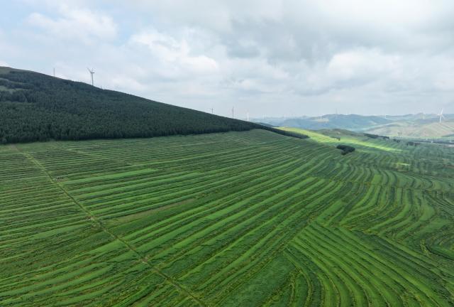 (260809) -- SHIJIAZHUANG, Aug. 9, 2026 (Xinhua) -- An aerial drone photo taken on Aug. 8, 2026 shows the grassland scenery in Zhangbei County of Bashang area, north China's Hebei Province. (Xinhua/Yang Shiyao)