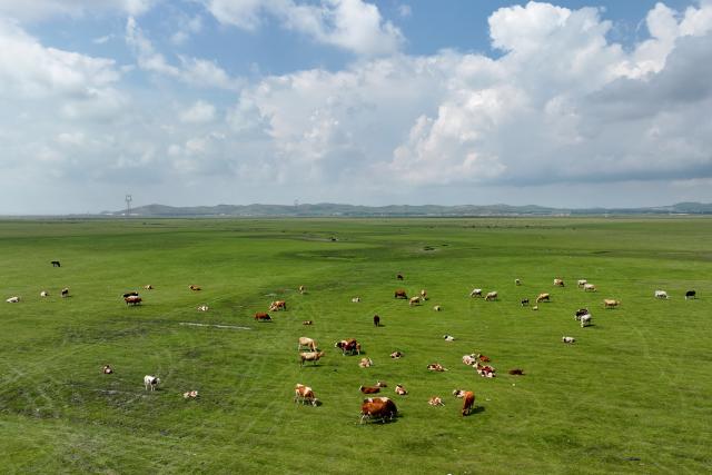 (260809) -- SHIJIAZHUANG, Aug. 9, 2026 (Xinhua) -- An aerial drone photo taken on Aug. 8, 2026 shows the grassland scenery in Guyuan County of Bashang area, north China's Hebei Province. (Xinhua/Yang Shiyao)