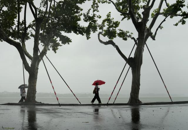 (260809) -- HANGZHOU, Aug. 9, 2026 (Xinhua) -- Visitors walk past temporarily reinforced trees along the West Lake in Hangzhou, east China's Zhejiang Province, Aug. 9, 2026. China's national observatory on Sunday activated a red alert -- the highest level in the country's typhoon warning system -- as Typhoon Dolphin approaches.
  Typhoon Dolphin is forecast to make landfall along the country's east coast from Zhoushan in Zhejiang Province to Fuding in Fujian Province, according to the National Meteorological Center (NMC). (Xinhua/Han Chuanhao)