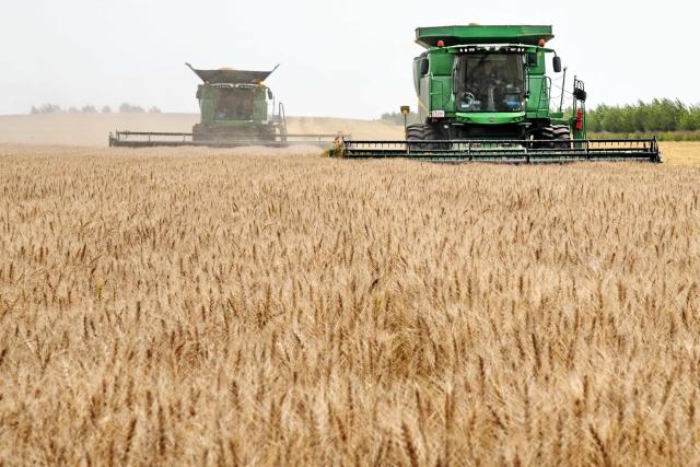 (260809) -- HARBIN, Aug. 9, 2026 (Xinhua) -- Combine harvesters harvest wheat in the field in Wudalianchi City, northeast China's Heilongjiang Province, Aug. 9, 2026. (Photo by Lu Wenxiang/Xinhua)