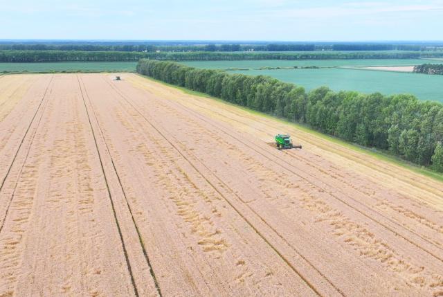 (260809) -- HARBIN, Aug. 9, 2026 (Xinhua) -- An aerial drone photo taken on Aug. 9, 2026 shows a harvester working at a wheat field of a farming company under Beidahuang Group in northeast China's Heilongjiang Province. (Photo by Zhang Hongxi/Xinhua)