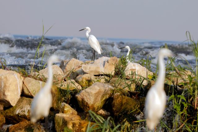 (260809) -- CAIRO, Aug. 9, 2026 (Xinhua) -- Egrets are seen along the Nile River in Cairo, Egypt, Aug. 9, 2026. (Xinhua/Ahmed Gomaa)