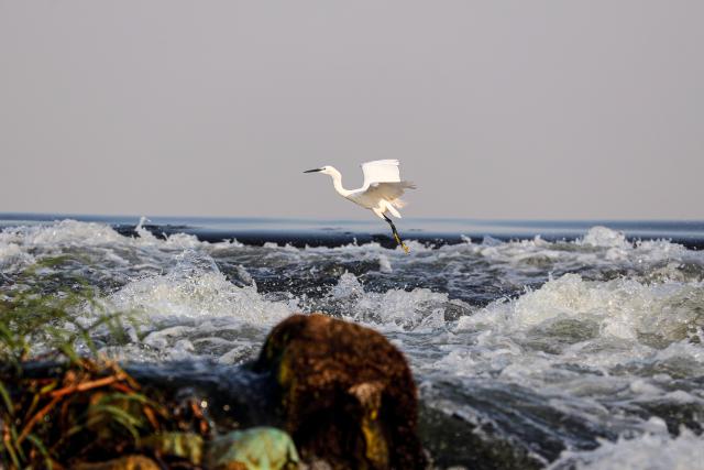 (260809) -- CAIRO, Aug. 9, 2026 (Xinhua) -- An egret flies over the Nile River in Cairo, Egypt, Aug. 9, 2026. (Xinhua/Ahmed Gomaa)
