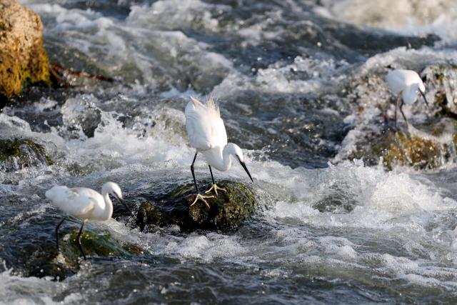(260809) -- CAIRO, Aug. 9, 2026 (Xinhua) -- Egrets wait for prey along the Nile River in Cairo, Egypt, Aug. 9, 2026. (Xinhua/Ahmed Gomaa)