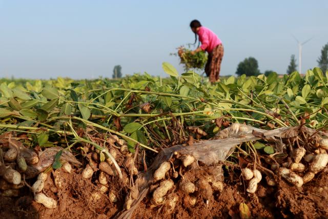 (260809) -- BEIJING, Aug. 9, 2026 (Xinhua) -- A farmer harvests peanuts at Dongzhuang Village of Anyang City, central China's Henan Province, on Aug. 7, 2026. (Photo by Liu Xiaokun/Xinhua)