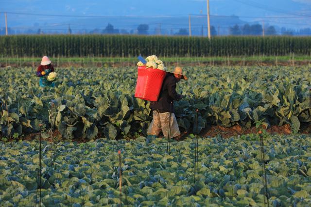 (260809) -- BEIJING, Aug. 9, 2026 (Xinhua) -- Farmers harvest cauliflowers at a field in Canggou Village of Dingxi City, northwest China's Gansu Province, on Aug. 7, 2026. (Photo by Chen Yonggang/Xinhua)
