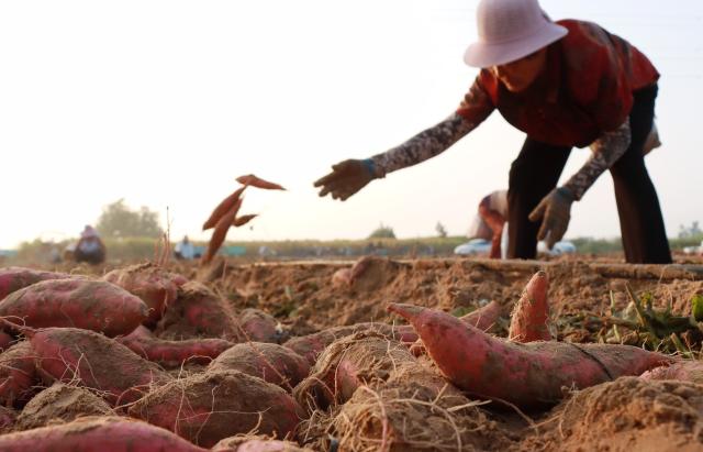 (260809) -- BEIJING, Aug. 9, 2026 (Xinhua) -- Farmers harvest sweet potatoes at Zhaoxin Village of Anyang City, central China's Henan Province, on Aug. 7, 2026. (Photo by Liu Xiaokun/Xinhua)