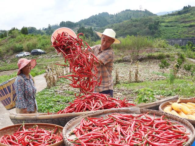 (260809) -- BEIJING, Aug. 9, 2026 (Xinhua) -- Farmers make freshly-harvested chilies sun-dried at Xinmin Village in Dazhou City, southwest China's Sichuan Province, on Aug. 7, 2026. (Photo by Deng Liangkui/Xinhua)