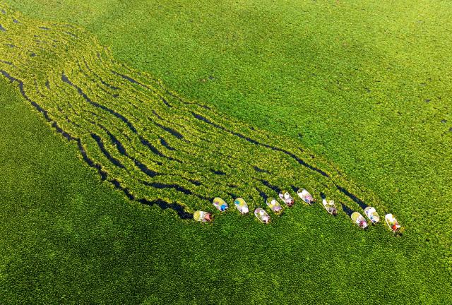(260809) -- BEIJING, Aug. 9, 2026 (Xinhua) -- An aerial drone photo taken on Aug. 7, 2026 shows farmers harvesting water caltrops at Suchen Town of Taizhou City, east China's Jiangsu Province. (Photo by Tang Dehong/Xinhua)