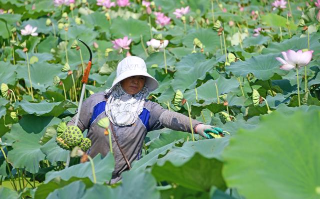 (260809) -- BEIJING, Aug. 9, 2026 (Xinhua) -- A farmer harvests lotus seed pods at Jindian Village of Taizhou City, east China's Zhejiang Province, on Aug. 7, 2026. (Photo by Wang Huabin/Xinhua)