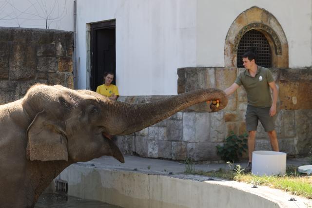 (260809) -- BUDAPEST, Aug. 9, 2026 (Xinhua) -- Staff members feed an Asian elephant with fruits as Budapest Zoo celebrates its 160th anniversary in Budapest, Hungary, on Aug. 9, 2026. (Photo by Attila Volgyi/Xinhua)